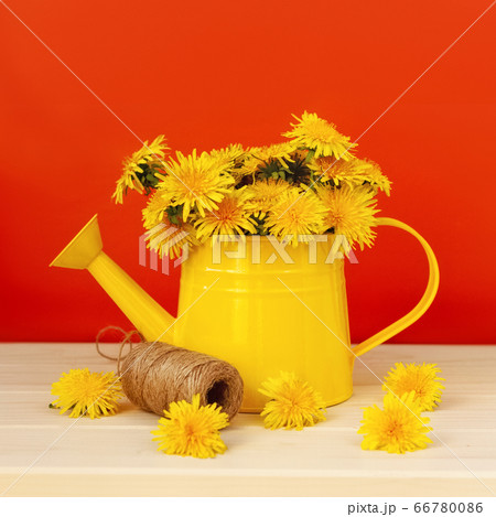 yellow dandelion flowers in tin can with scattered 66780086