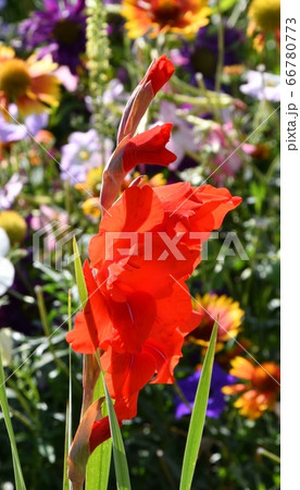 Red gladiolus flower 66780773
