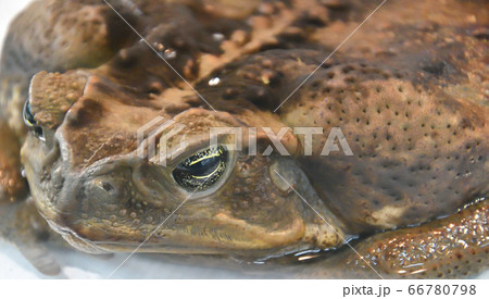 Toad-aha or aha (Latin. Rhinella marina) in 66780798