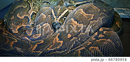Hieroglyphic python, or rock python (lat. Pythonの写真素材 [66780958] - PIXTA