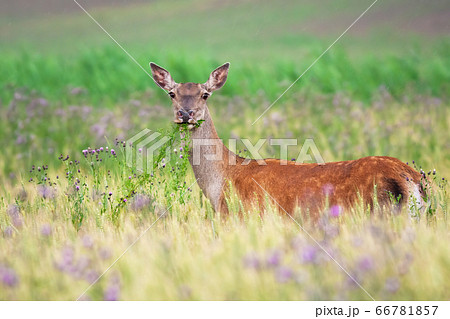 Red deer hind feeding on agricultural field in summer nature Red deer hind feeding on agricultural field in summer nature 66781857