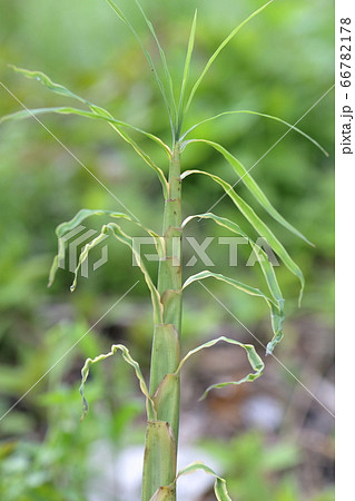 ハチク 生育中の淡竹 破竹 筍 タケノコ 竹 の写真素材