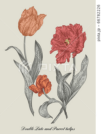 Three tulips. Bouquet of flowers. 66782226