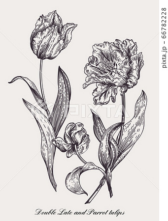 Vector drawing of three tulips. 66782228