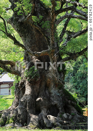 日本一の巨樹　蒲生の大クス 66782419