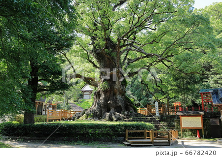 日本一の巨樹　蒲生の大クス 66782420