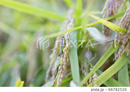 害虫　バッタ 66782520