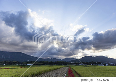 福岡県の田んぼ 66782611