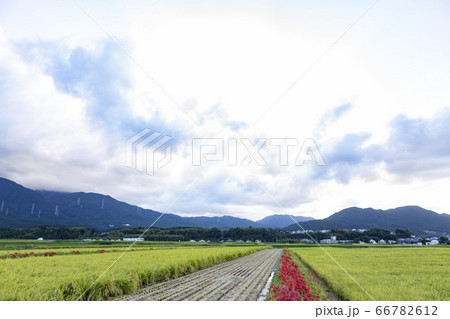 福岡県の田んぼ 福岡県の田んぼ 66782612