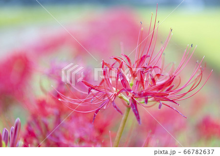 福岡県の田んぼ 彼岸花 福岡県の田んぼ 彼岸花 66782637