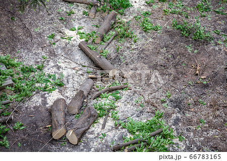 Remains of a tree in the yard after a hurricane Remains of a tree in the yard after a hurricane 66783165