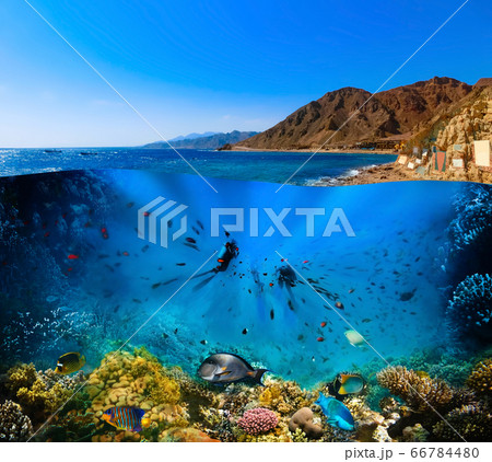 Scuba Diver over underwater canyon Scuba Diver over underwater canyon 66784480