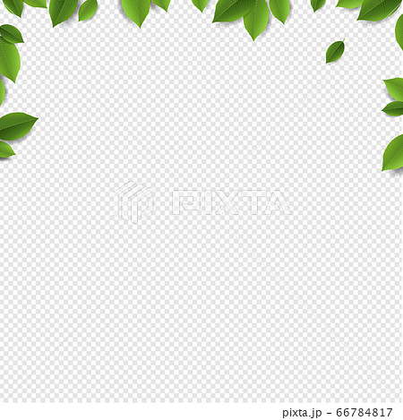 Green Leaves Frame Isolated Transparent Background 66784817