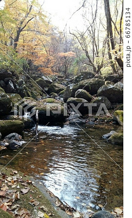 谷 清浄水 カエデ 66785134