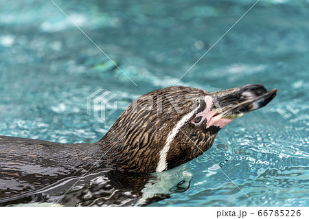 [動物]フンボルトペンギン 66785226