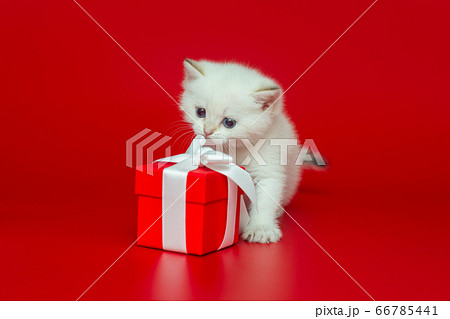Curious British kitten playing gift box 66785441