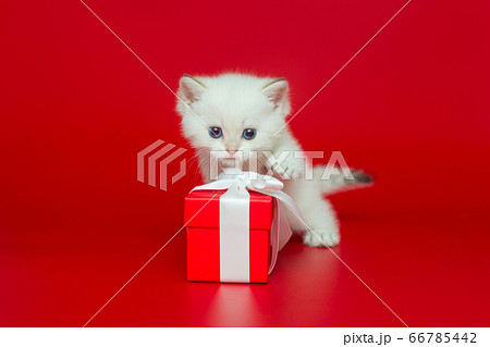 Curious British kitten playing gift box 66785442