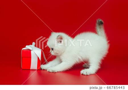 White, curious British kitten and gift 66785443