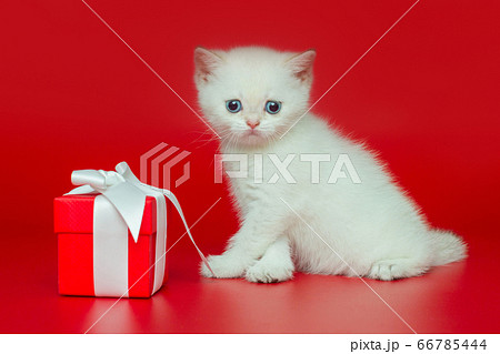 White British kitten and gift 66785444
