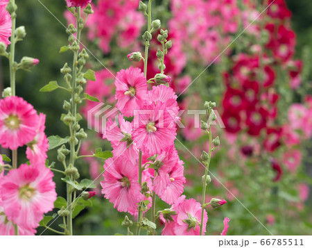 タチアオイの花 66785511