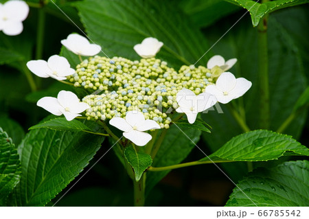 紫陽花 66785542