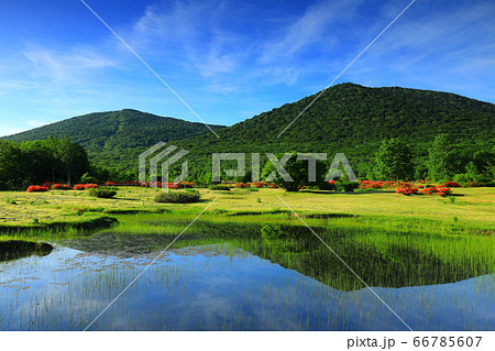 安比高原のレンゲツツジ 安比高原のレンゲツツジ 66785607