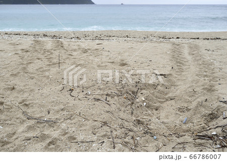 産卵のため上陸したアカウミガメの足跡(奄美大島) 産卵のため上陸したアカウミガメの足跡(奄美大島) 66786007