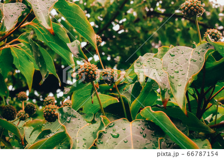 A Close Up Shot of Wet Leaves on a Rainy Day A Close Up Shot of Wet Leaves on a Rainy Day 66787154