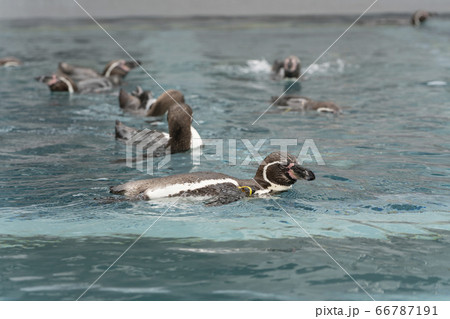 [動物]フンボルトペンギン 66787191