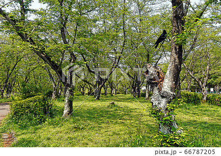 平和公園点景 平和公園点景 66787205