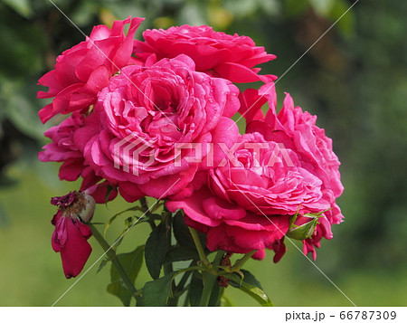 バラ 66787309