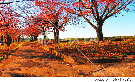 赤羽桜堤緑地の秋の風景 赤羽桜堤緑地の秋の風景 66787530