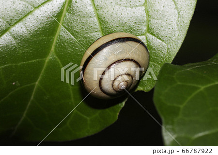 ハコネマイマイ 66787922