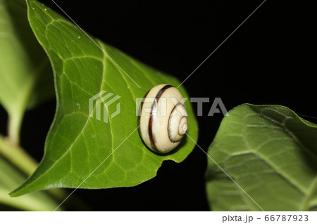 ハコネマイマイ 66787923