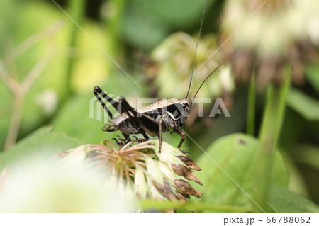 ヒメギスの幼虫 66788062