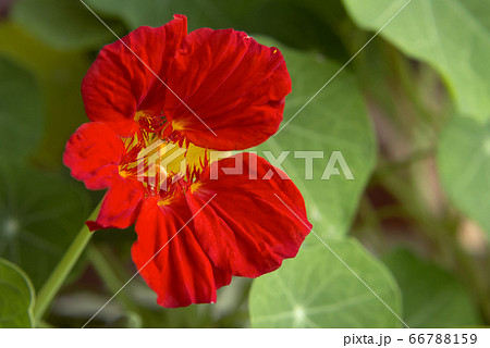 Red nasturtium flower on a flowerbed in a garden closeup Red nasturtium flower on a flowerbed in a garden closeup 66788159