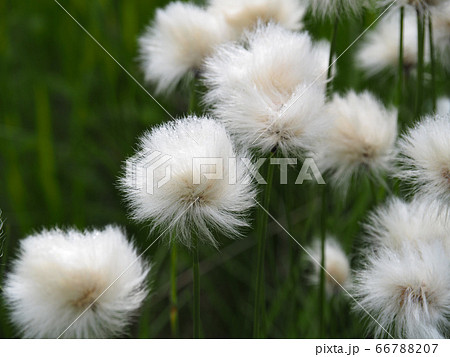 ワタスゲ ワタスゲ 66788207