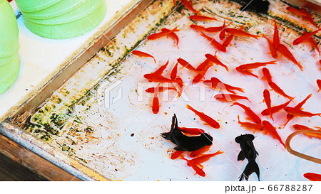 公平攤位的風景 撈金魚 照片素材 圖片 6677 圖庫