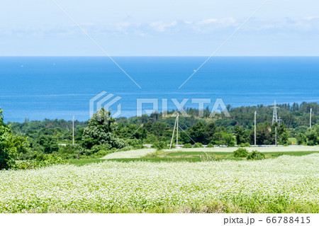 日本海とそばの花 秋田県にかほ市 日本海とそばの花 秋田県にかほ市 66788415