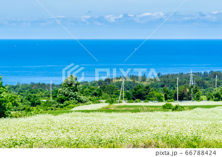 日本海とそばの花 秋田県にかほ市 日本海とそばの花 秋田県にかほ市 66788424