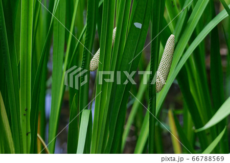 菖蒲の花 66788569