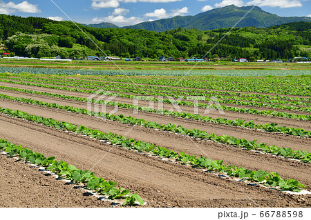 北海道江差町でカボチャ畑の初夏の風景を撮影 66788598