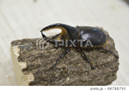 ボリビアサタンオオカブト ボリビアサタンオオカブト 66788793