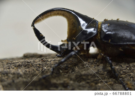 ボリビアサタンオオカブト ボリビアサタンオオカブト 66788801