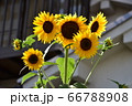 ひまわり 66788908