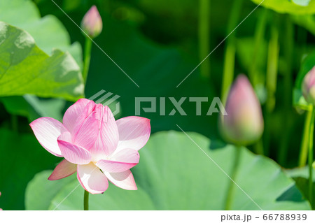 古代のハス、大賀ハス_吉野ヶ里歴史公園 古代のハス、大賀ハス_吉野ヶ里歴史公園 66788939