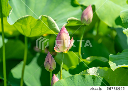 古代のハス、大賀ハス_吉野ヶ里歴史公園 66788946