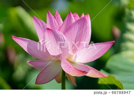 古代のハス、大賀ハス_吉野ヶ里歴史公園 古代のハス、大賀ハス_吉野ヶ里歴史公園 66788947