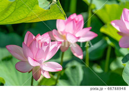 古代のハス、大賀ハス_吉野ヶ里歴史公園 66788948