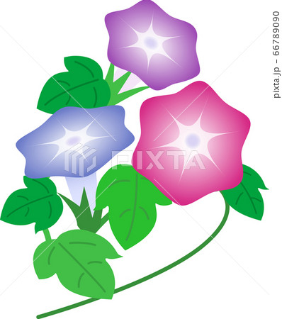 花・あさがお 花・あさがお 66789090